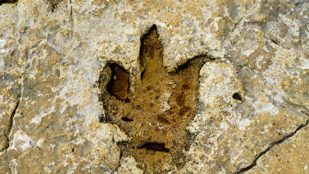 Vladimir Srajber/Pexels