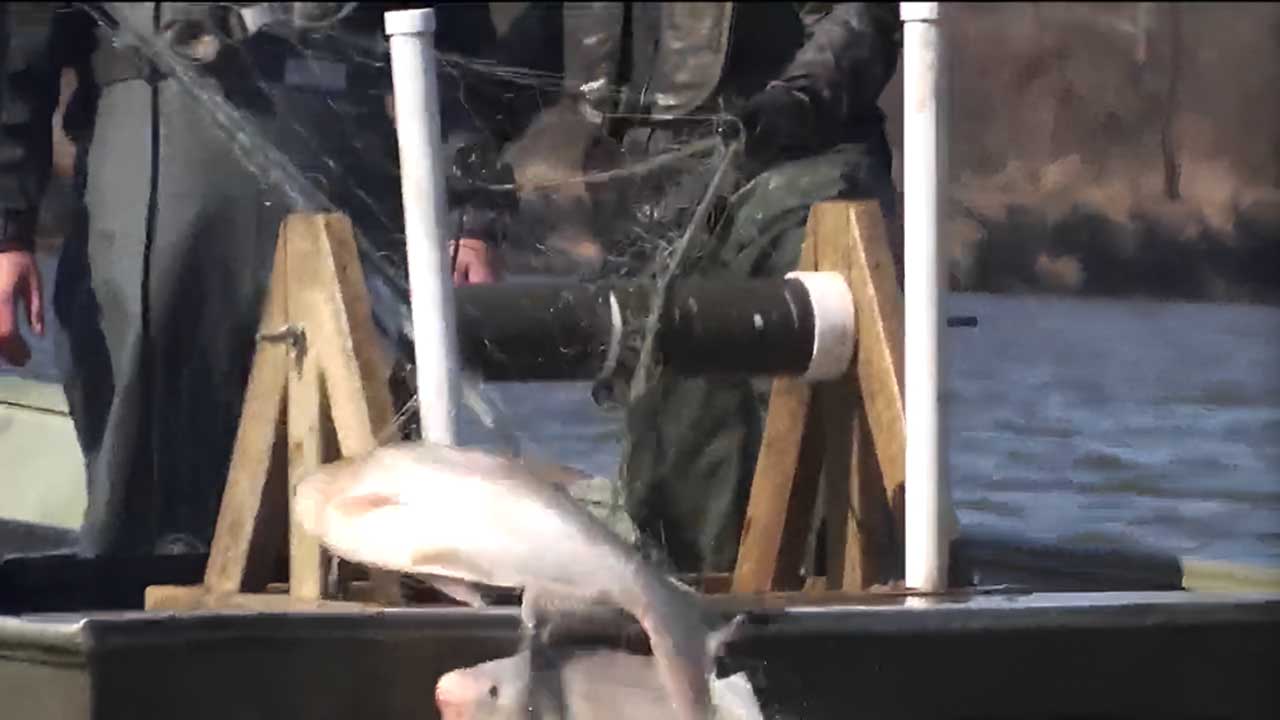 Biologists haul 100,000 lbs of invasive fish monsters from Kansas River