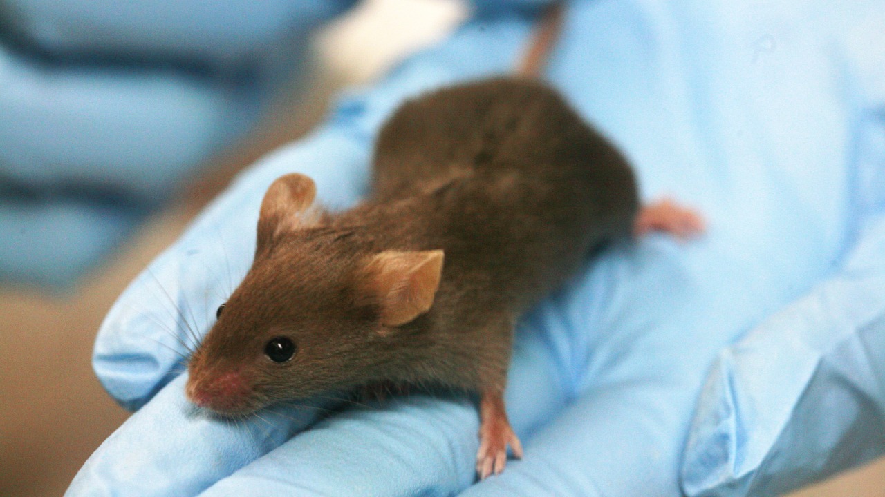 Scientists repair Alzheimer’s damage in mice instead of just slowing it