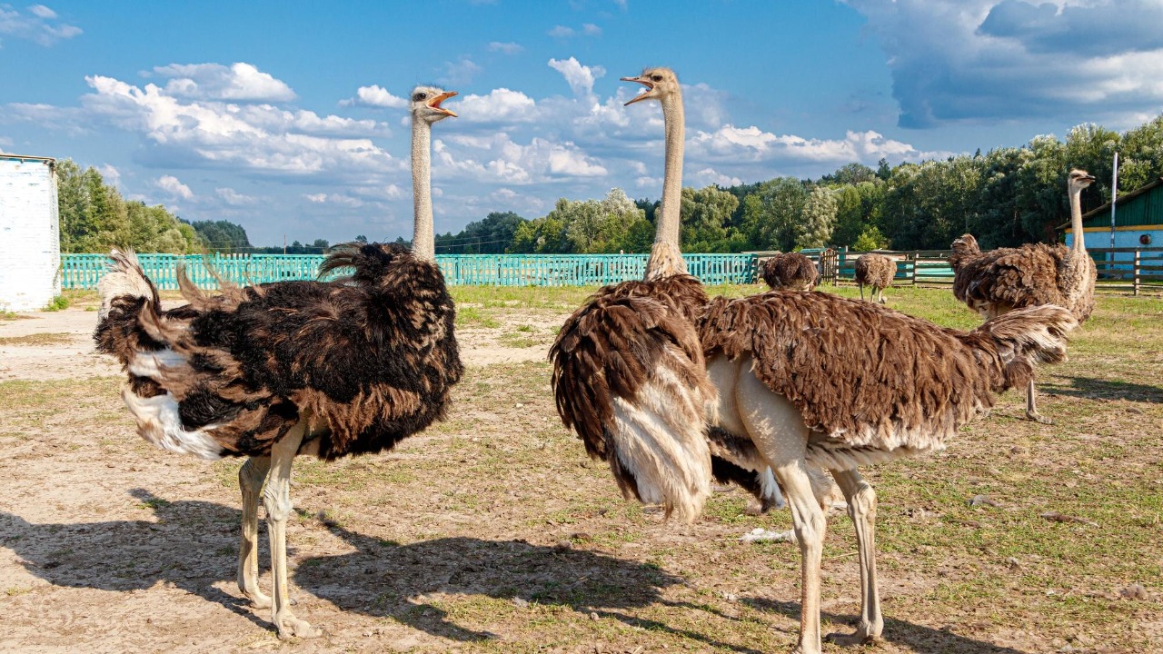 Rare 9-ft “camel birds” released into Saudi desert