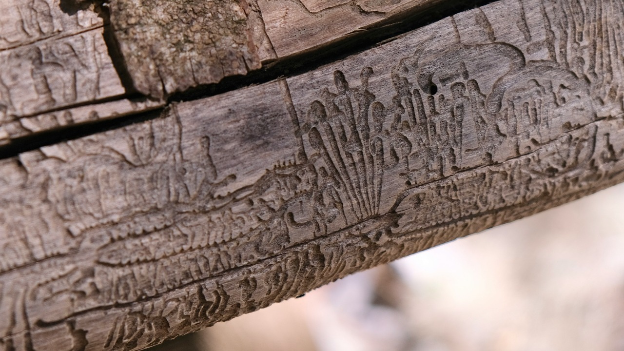 Clay cylinders reveal Nebuchadnezzar II text on Kish ziggurat