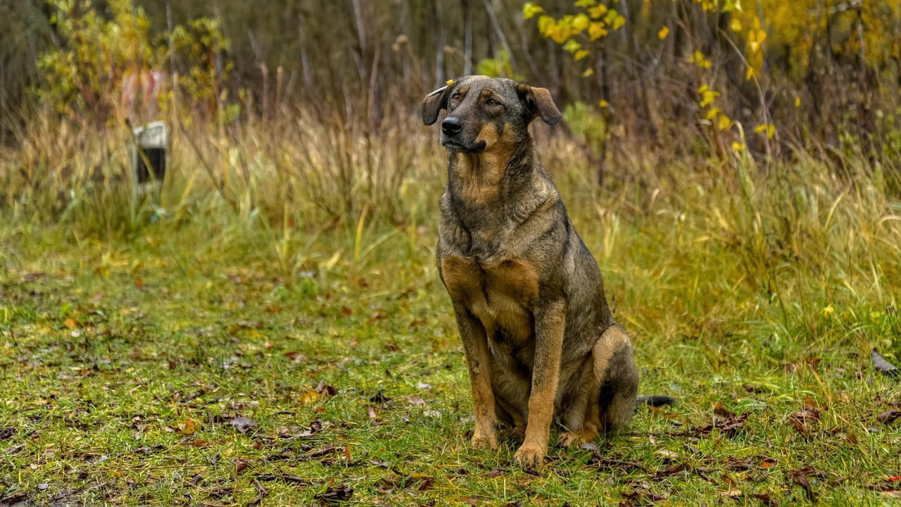 Chernobyl dogs are evolving fast, with DNA changes no one expected