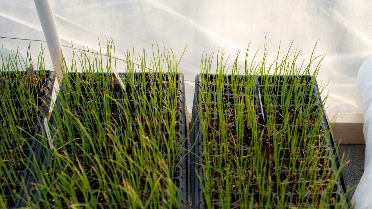 New chemistry trick makes crop trait selection way easier