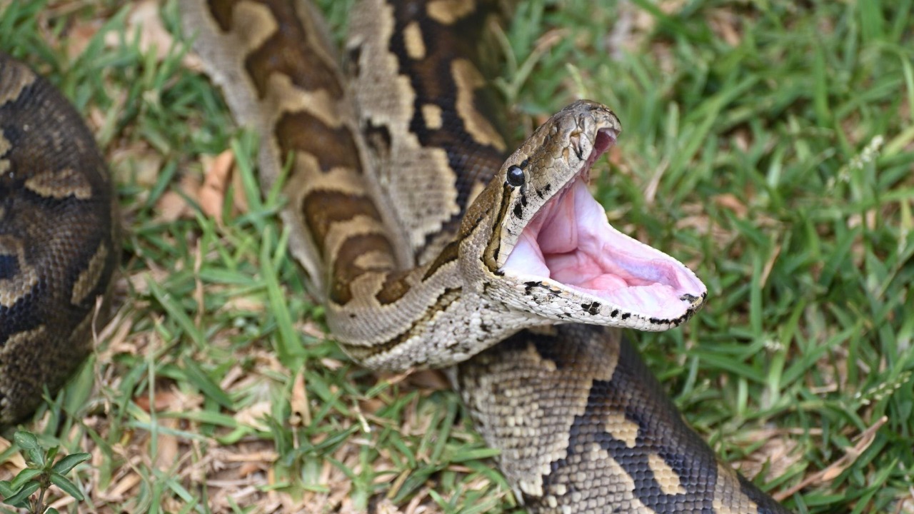 A man let deadly snakes bite him for 20 years, now his blood is a marvel