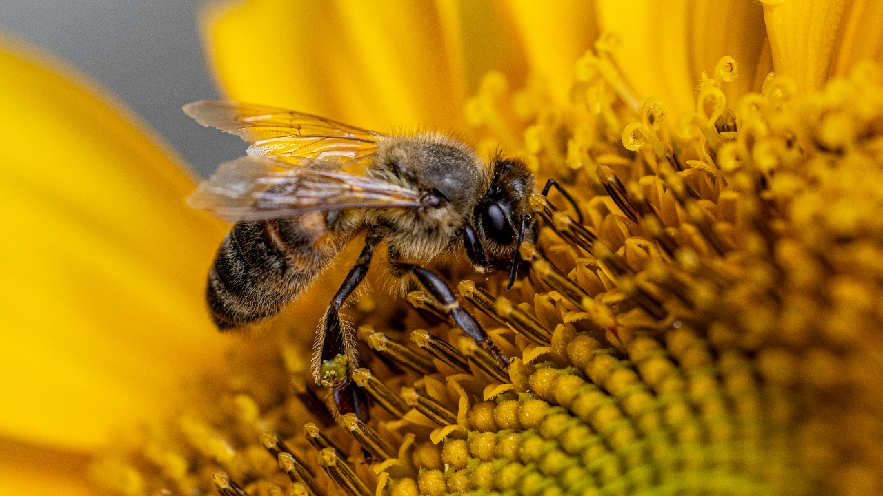 Scientists engineer climate proof queen bee to beat global warming