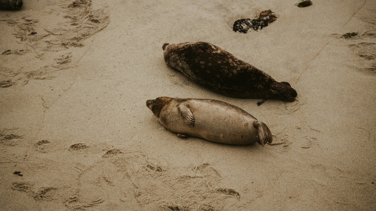 Mass die-off: 1,000s of rare sea creatures mysteriously hit Texas coast