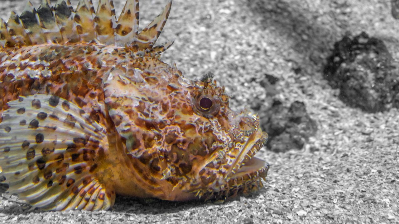 How deadly stonefish venom hijacks your body and survival response