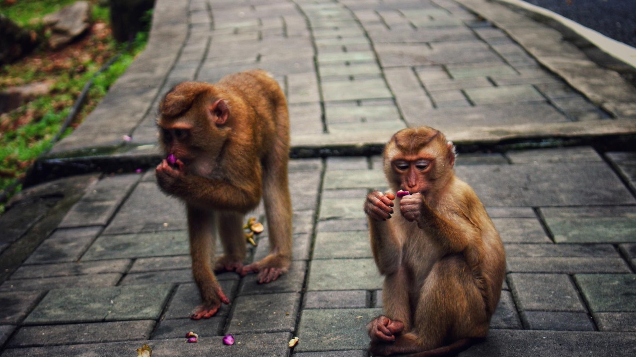 Wild monkeys invade St. Louis streets and no one knows how they got there