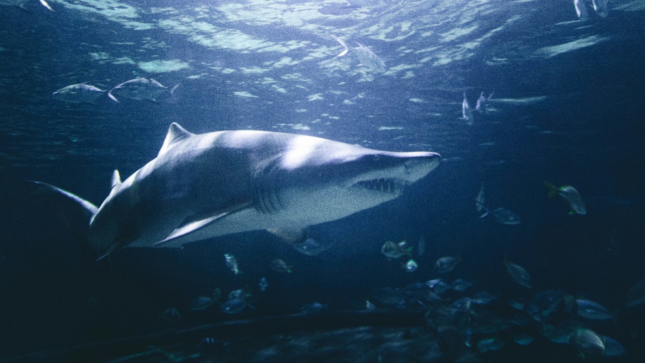 Rare megamouth shark sighting stuns scientists and beachgoers