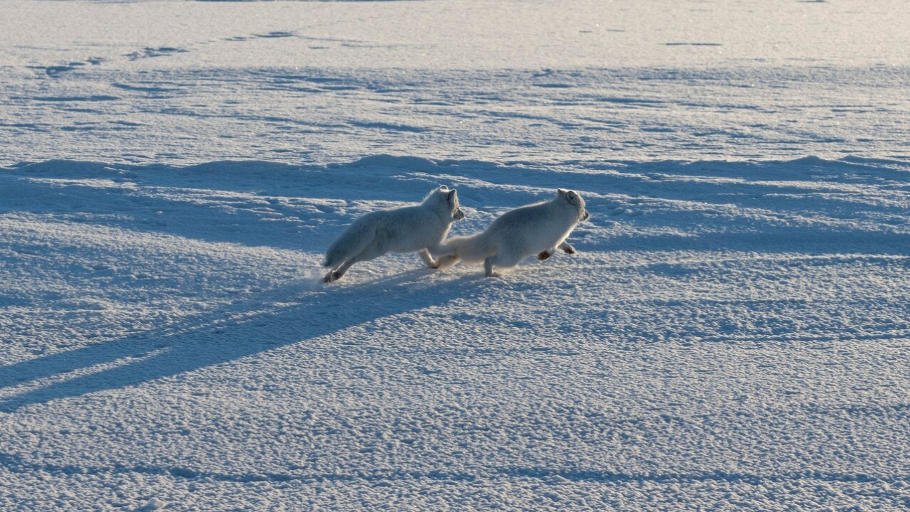 This hardy evergreen could trap Arctic carbon for thousands of years