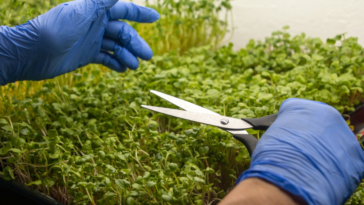 Plants hijack bacterial-style gene to make drugs, opening green pharma future