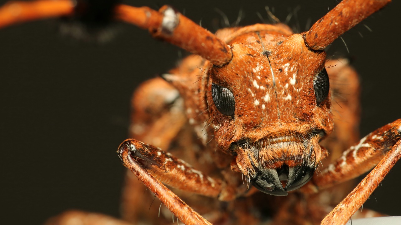 This nightmare wasp is so creepy it’s freaking out scientists