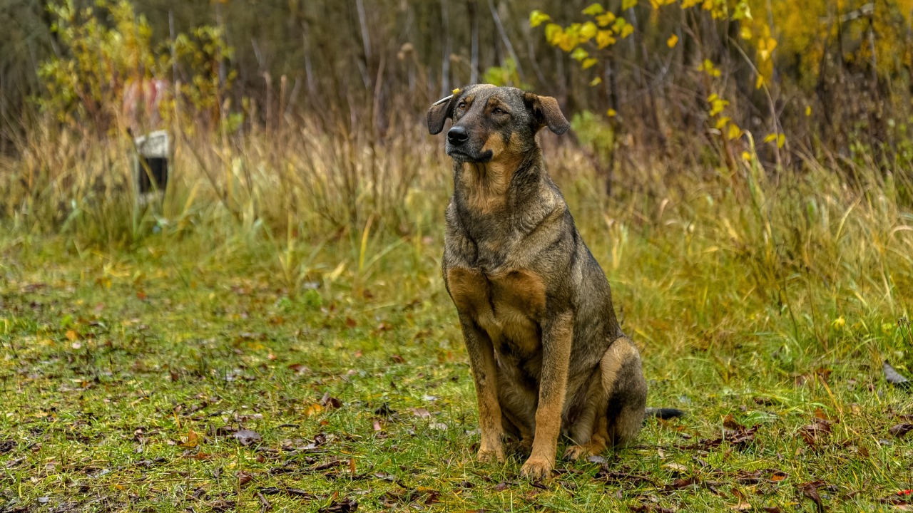 Terrifying photos show animals mutated by Chernobyl radiation