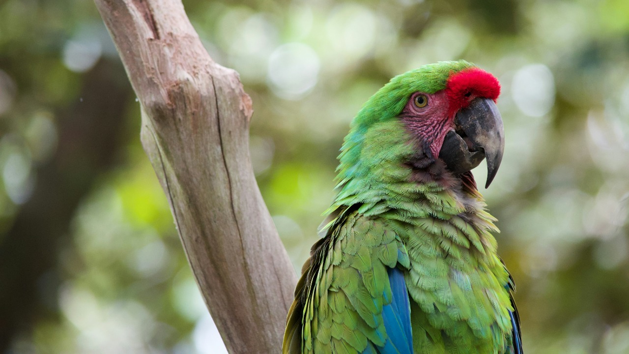 World’s rarest parrot stages miracle comeback with new breeding burst