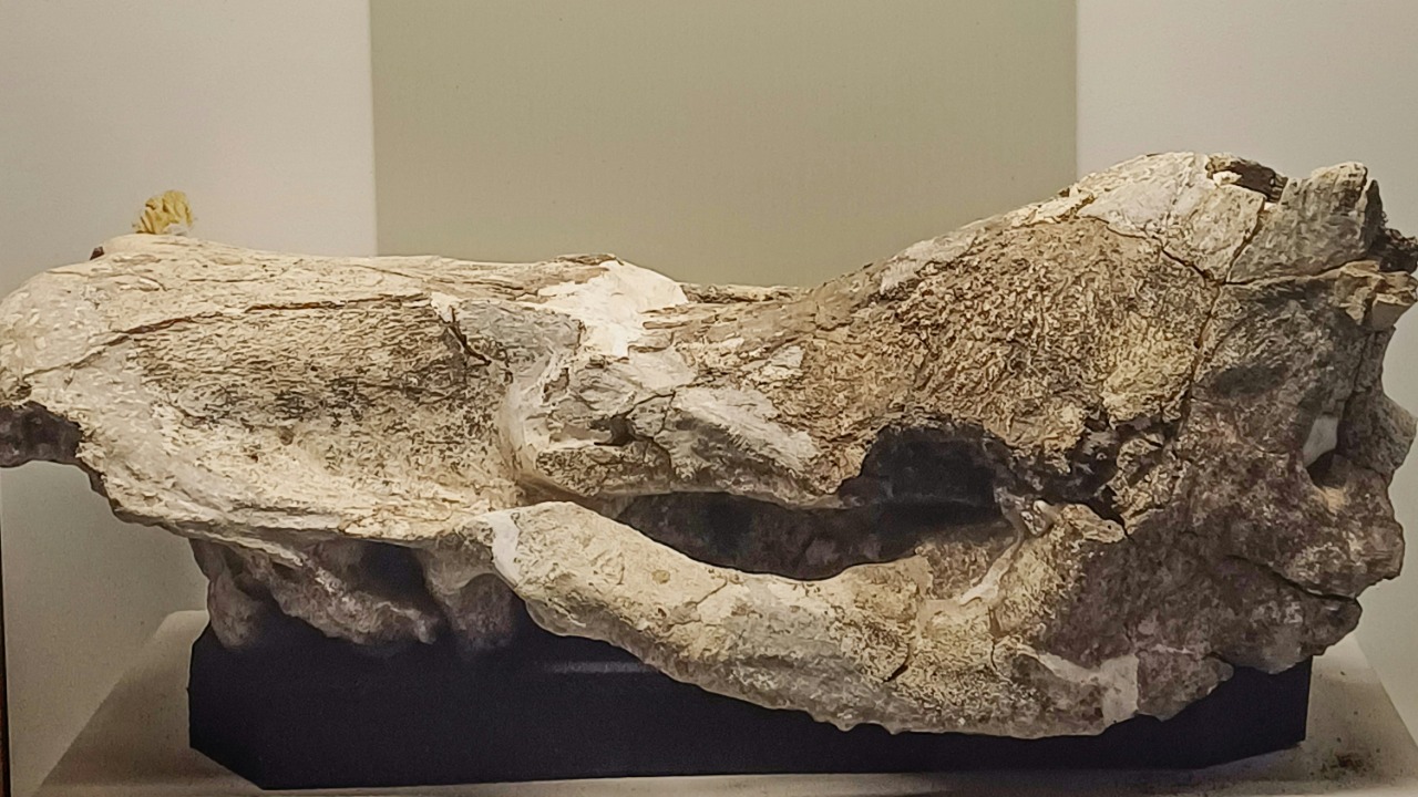 Kentucky man digs up 7 ft fossil beast locals now call ‘Godzillus’