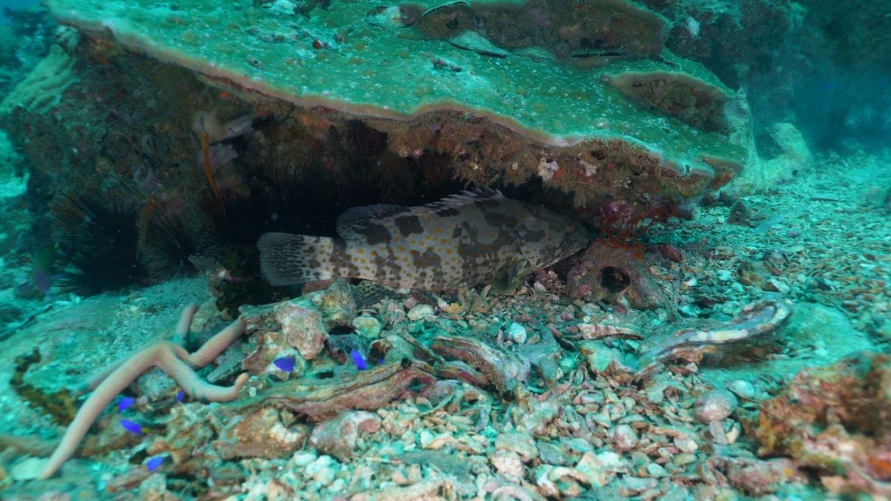 Scientists uncover colossal 300-year-old giant lurking on sea floor