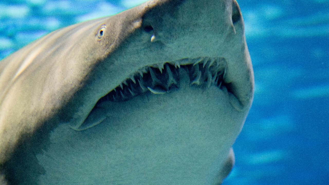 Scientists crack the mystery of the shark that bites perfect circles
