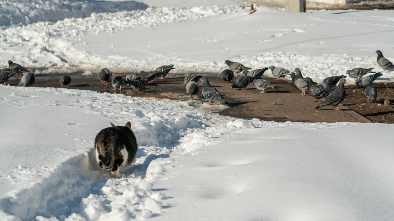 Experts sound alarm as hybrid predators attack people and livestock, ‘now a major threat’