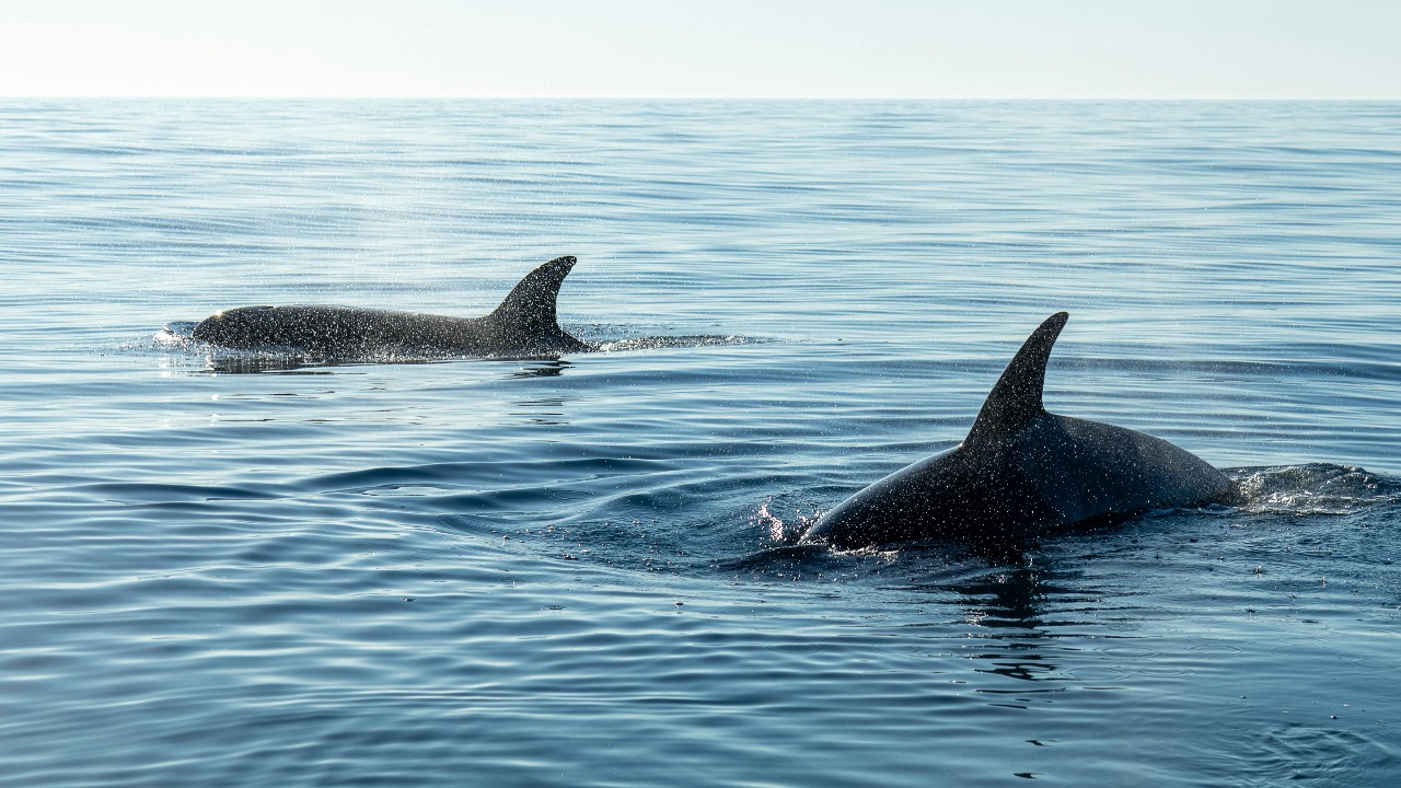 How marine mammal social lives turbocharge deadly ocean disease spread
