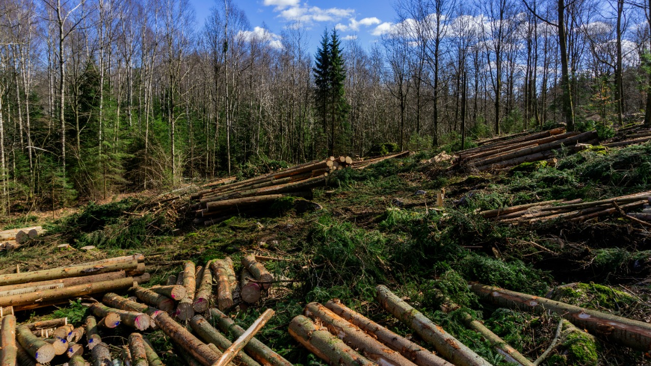 Officials warn forests near total collapse as crisis reaches ‘unprecedented’ levels