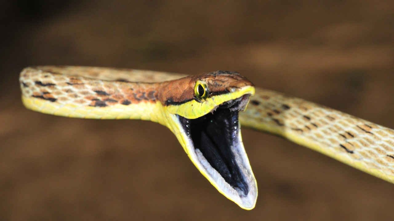 How 1 venomous bite can wipe out animals 10x its size