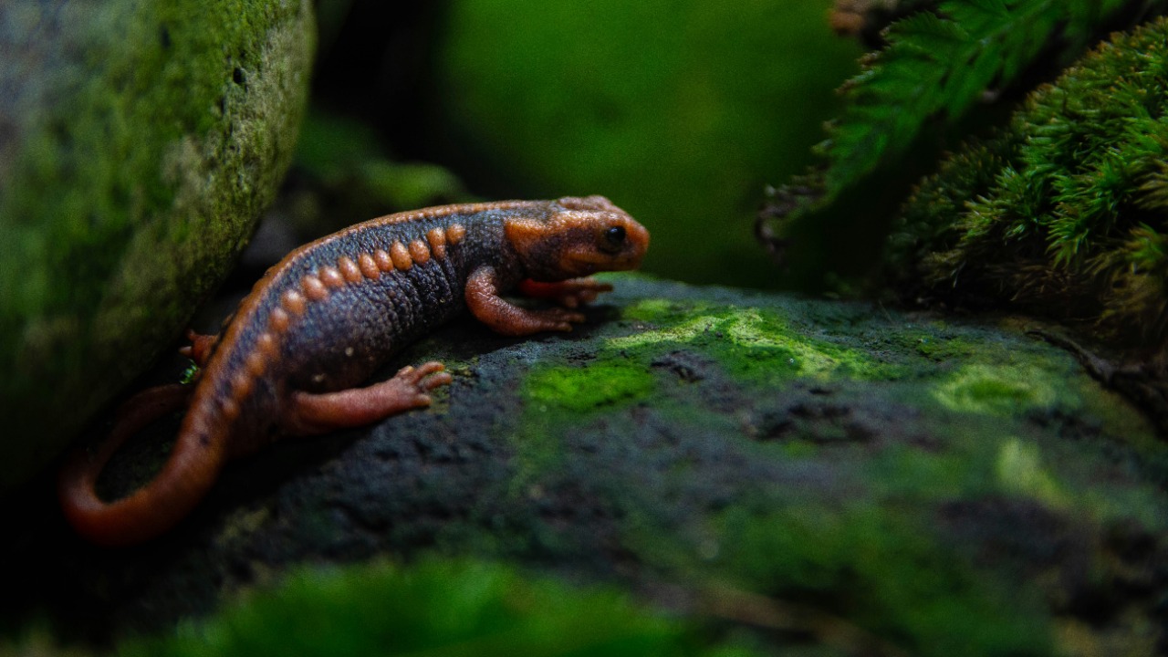 1,000+ new species discovered and many are already racing toward extinction