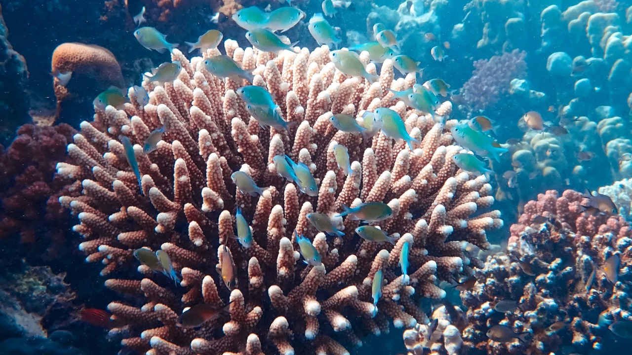 ‘Historic’ high seas treaty takes effect will it really save oceans?