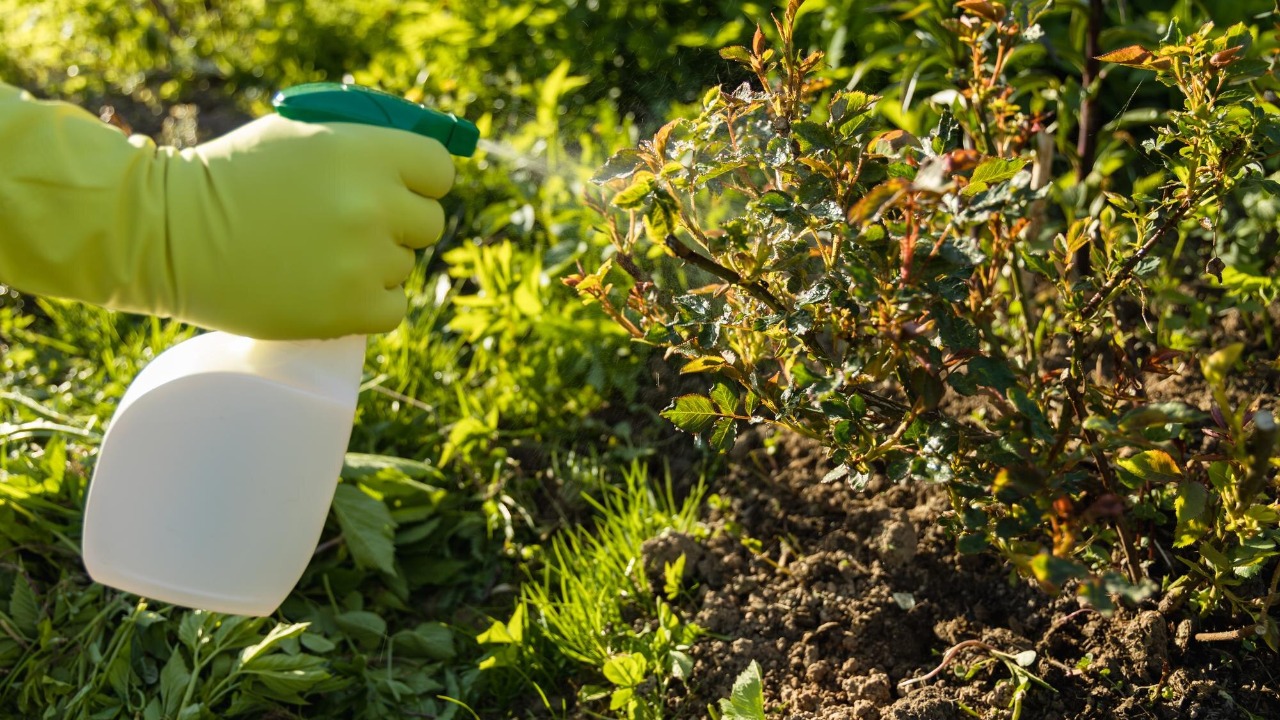 Supreme Court to decide if Roundup pesticide is lawsuit proof