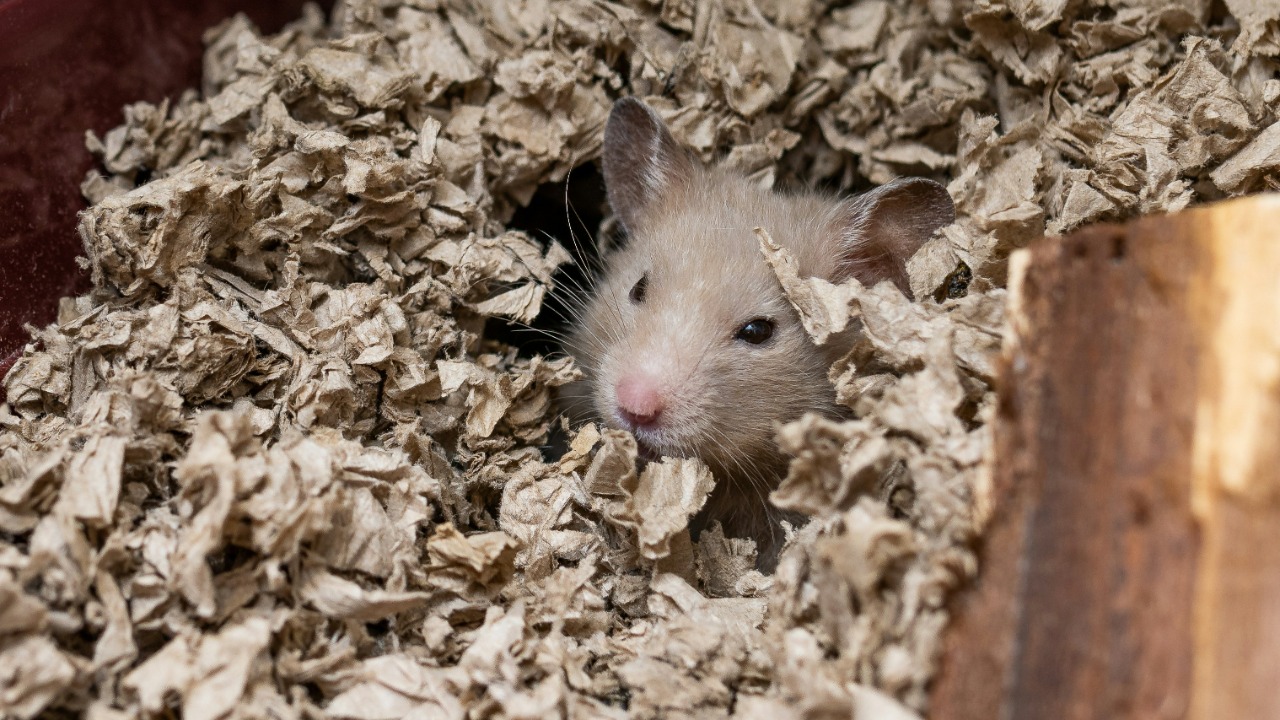 Rats have shockingly vivid dreams and scientists cracked the plot