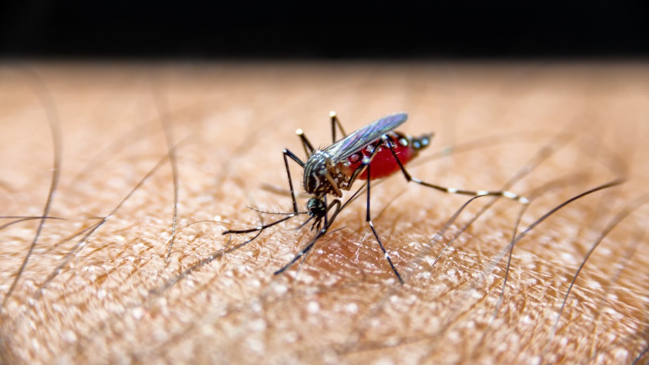 Scientists score major breakthrough against deadly breakbone fever