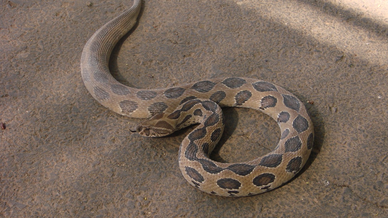 The 4 snake species behind 138,000 deaths every year