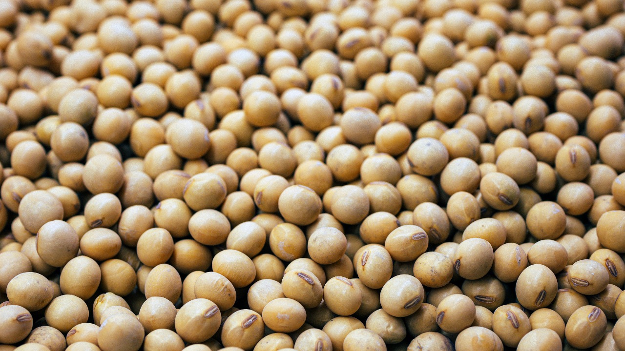 Shocking soybean breakthrough could transform the entire planet