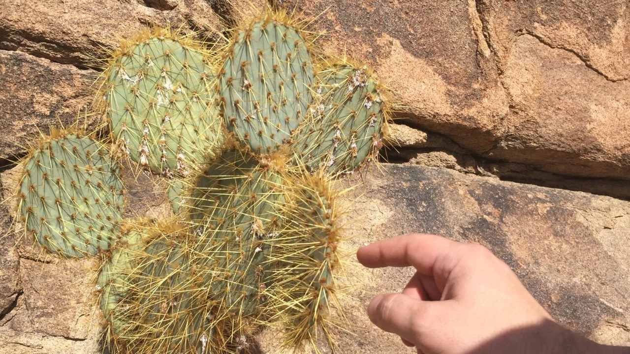 Why a Texas hiker hid the location of a once‑in‑a‑lifetime rare cactus