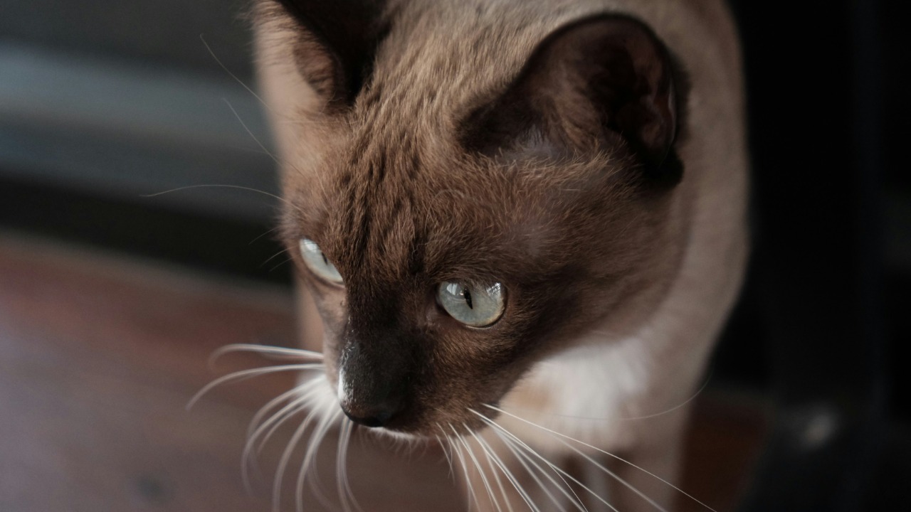 Trail cams spot ultra-rare flat headed cat in Thailand after 30 year vanishing act