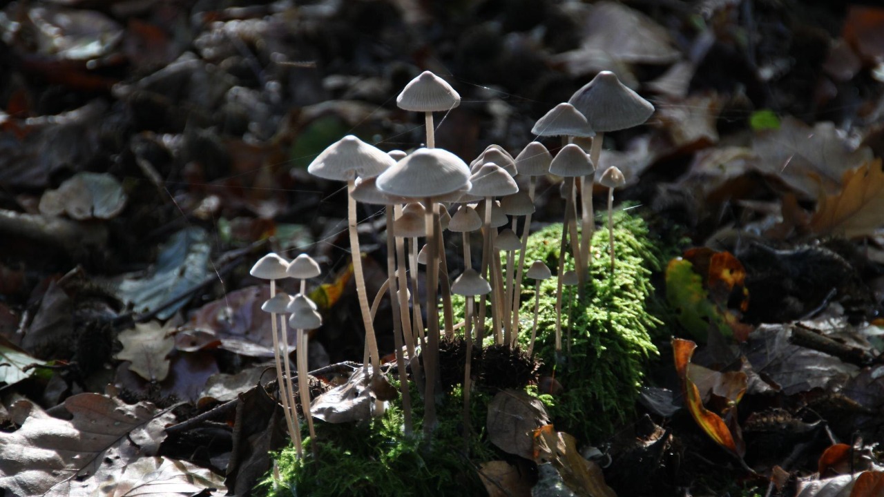 Carbon-sucking fungi and PFAS crackdowns: climate wins you missed in 2026