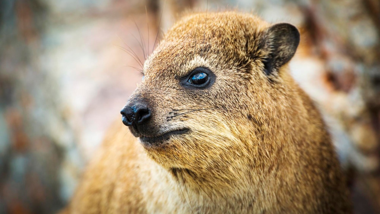 This tiny mammal regrows its brain each winter and may unlock Alzheimer’s cures
