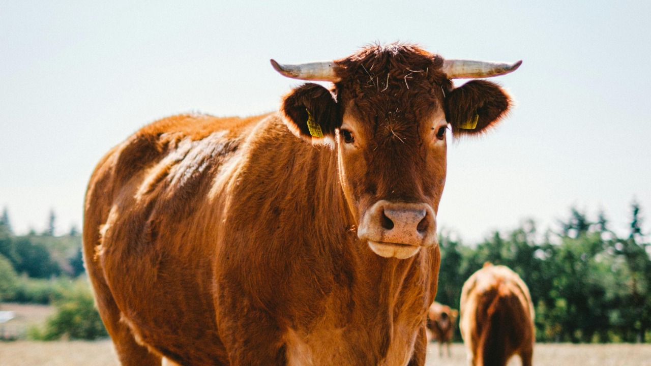 A tool using cow is shattering what we thought we knew about animal smarts