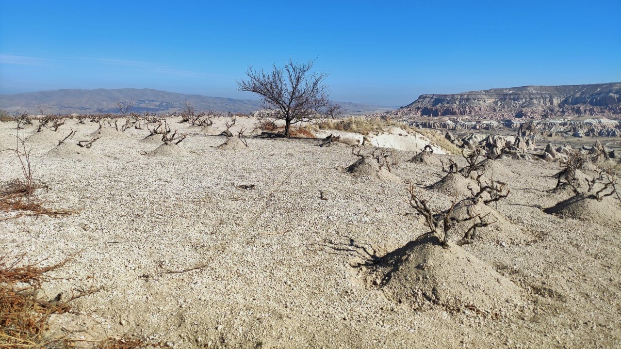 ‘Forgotten’ water tech turns barren dust bowl into lush farmland
