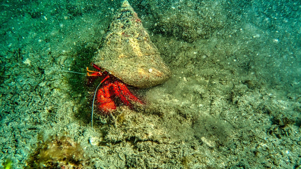 ‘It’s not over yet’: robot crab films sea creatures’ shocking reaction