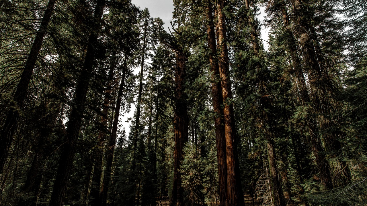 Image Credit: Daniel G Rego - CC0/Wiki Commons