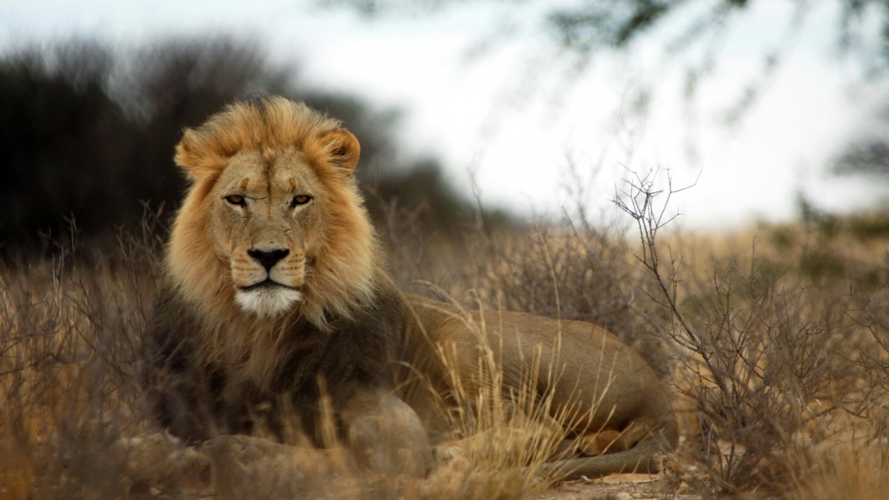 What wild animals secretly know about defeating tyranny