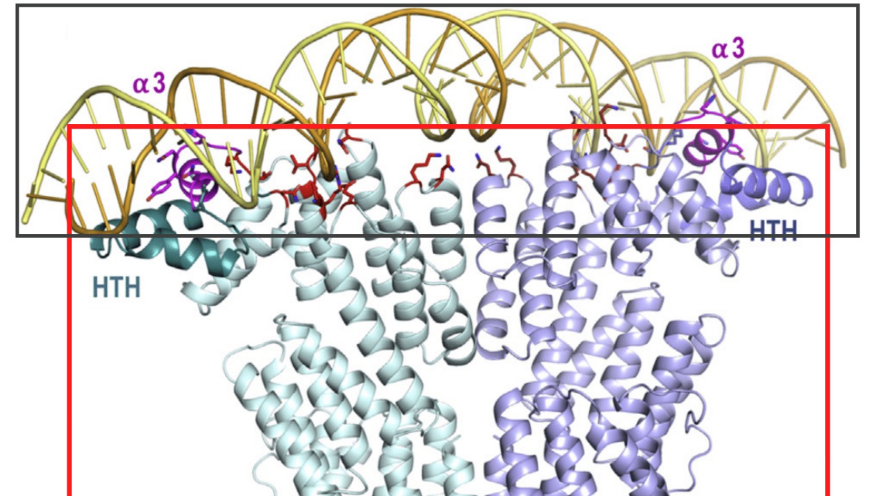 Ancient find rewrites 3,000 years of syphilis-like disease history