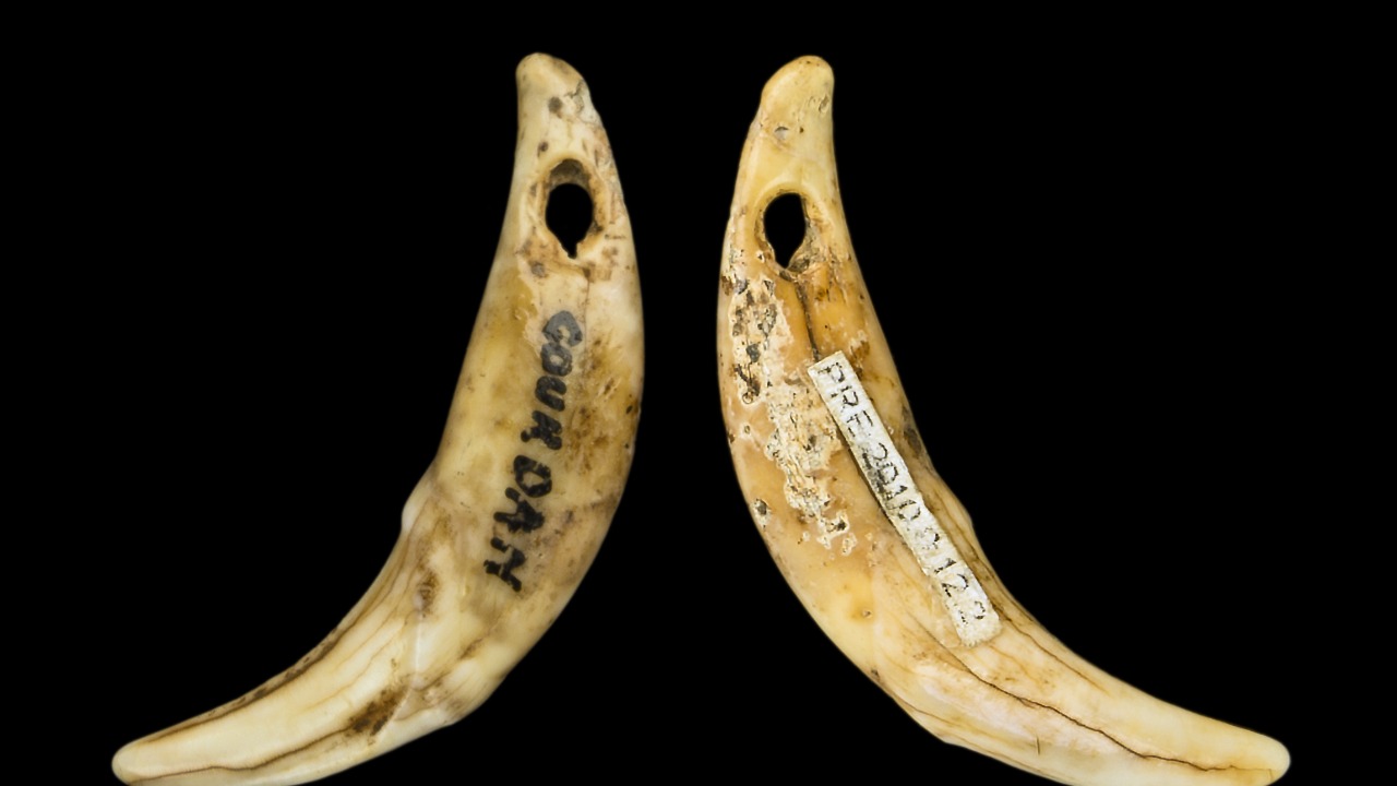 480,000 year old ax sharpener is oldest elephant bone tool ever found in Europe