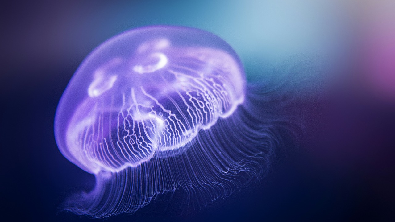 Jellyfish actually sleep like humans & even squeeze in midday naps