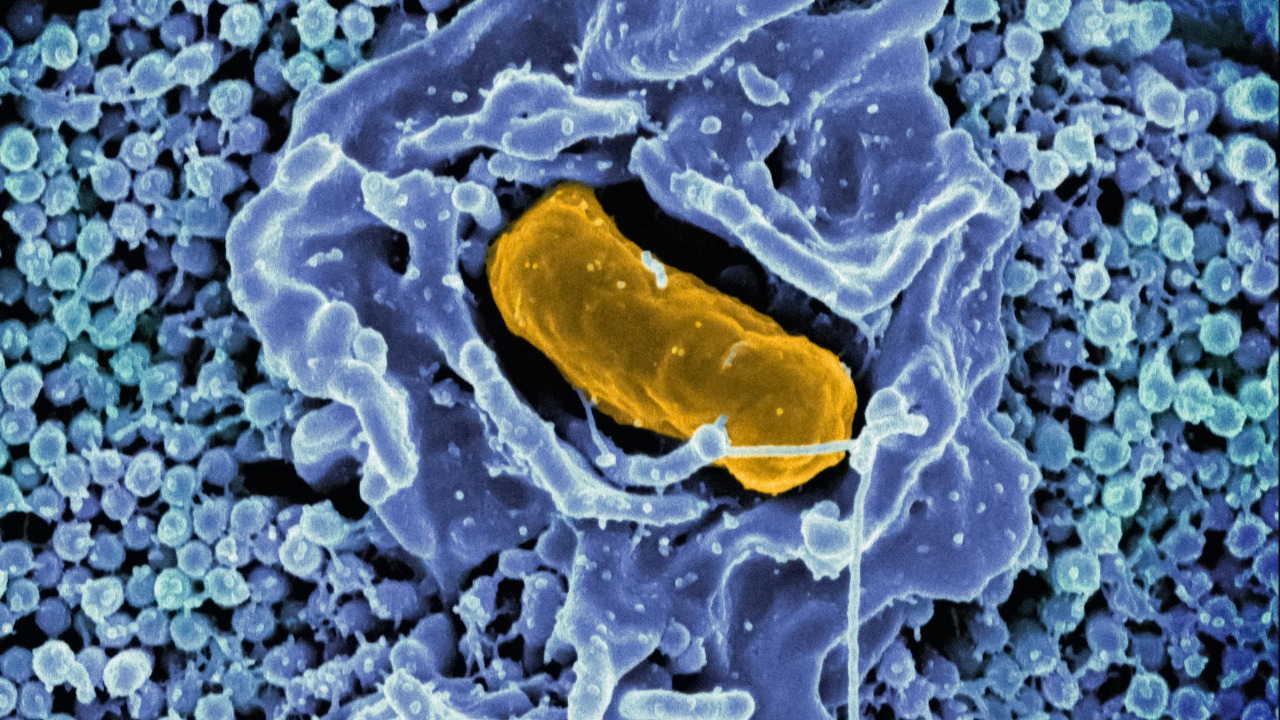 Space microbes mutated in orbit and evolved a shocking new power