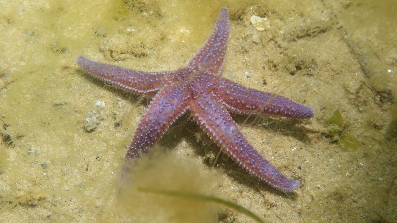 Starfish move hundreds of feet with no brain at all and it’s insane