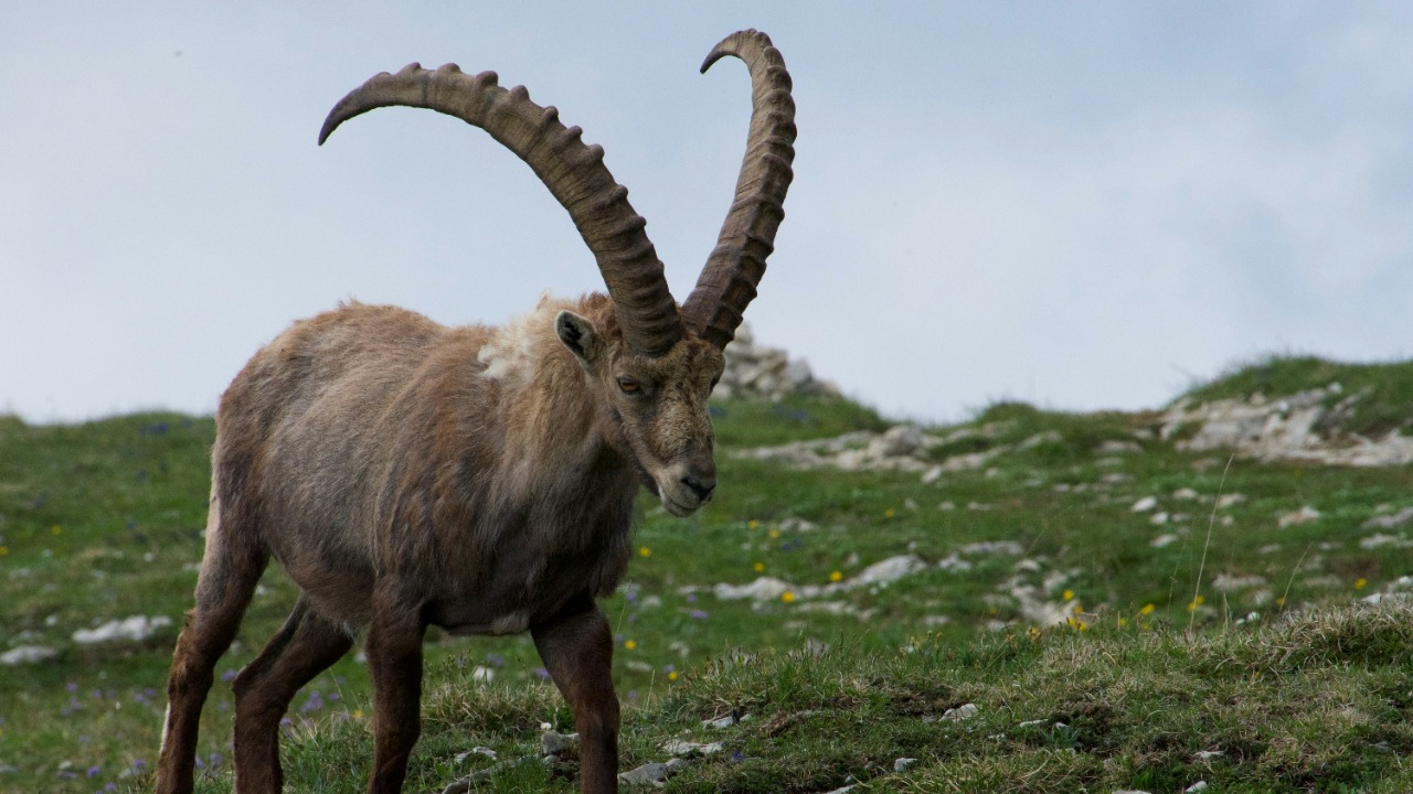 Bringing this ancient beast back to life could be a disaster, experts say