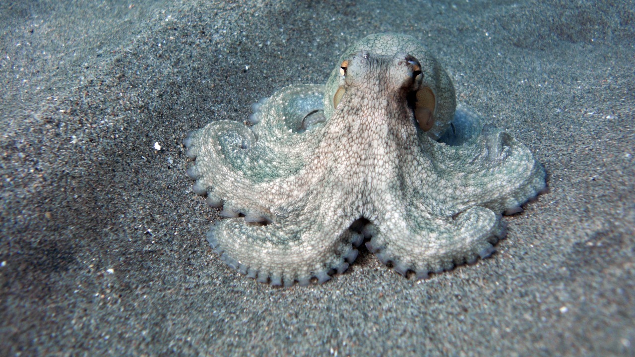 Why octopuses self destruct after mating, according to new research