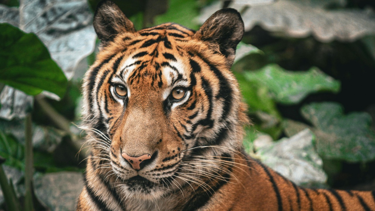 Bengal tiger — Image Credit: Mehmet Turgut Kirkgoz/Pexels
