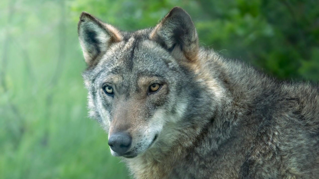 Caught, plucked, kept alive: brutal predator inflicts fate worse than death